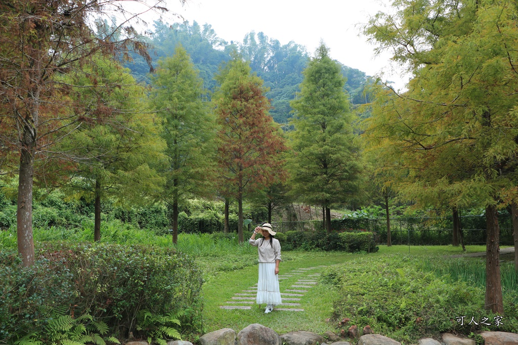 太平苗圃落羽松