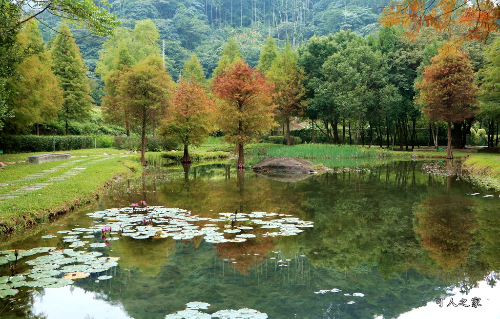 太平苗圃落羽松