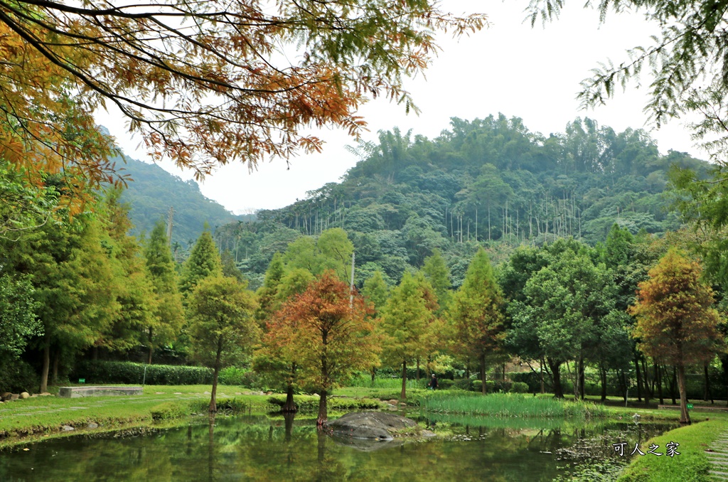 太平苗圃落羽松