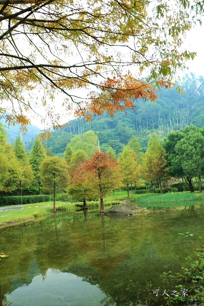 太平苗圃落羽松