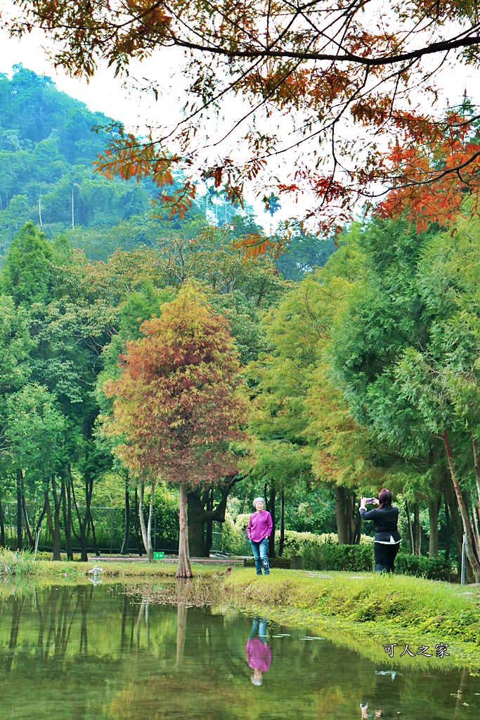 太平苗圃落羽松