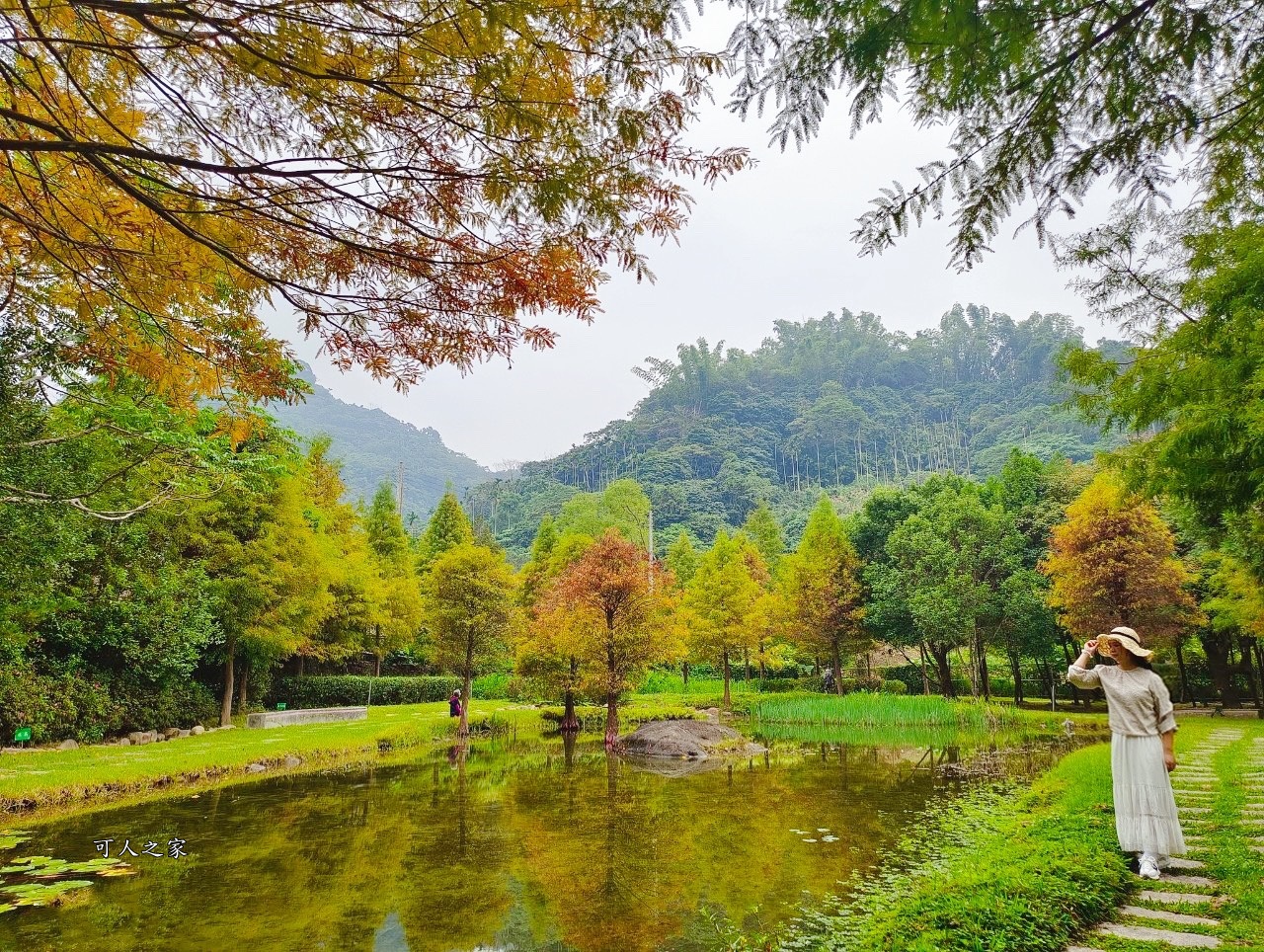 太平苗圃落羽松