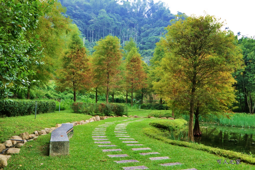 太平苗圃落羽松