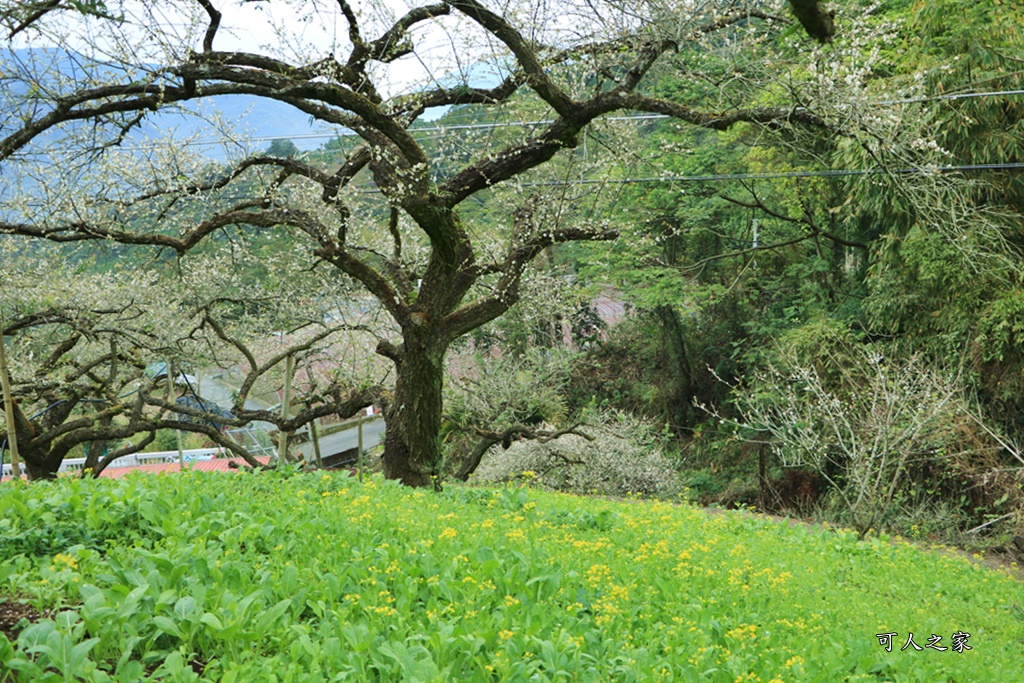 陳董梅園