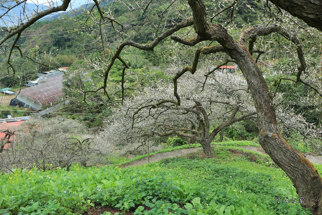 陳董梅園