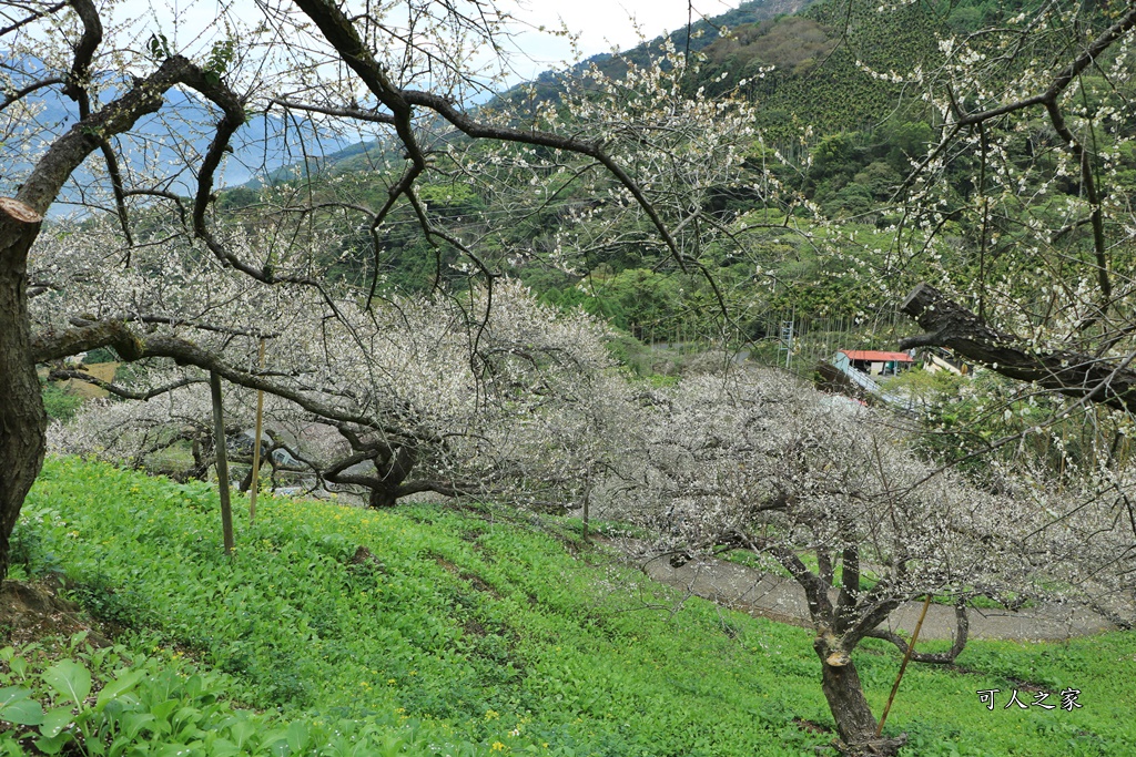 陳董梅園