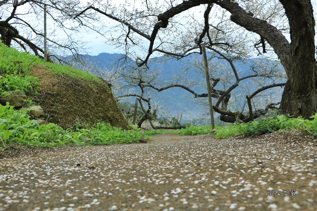 陳董梅園