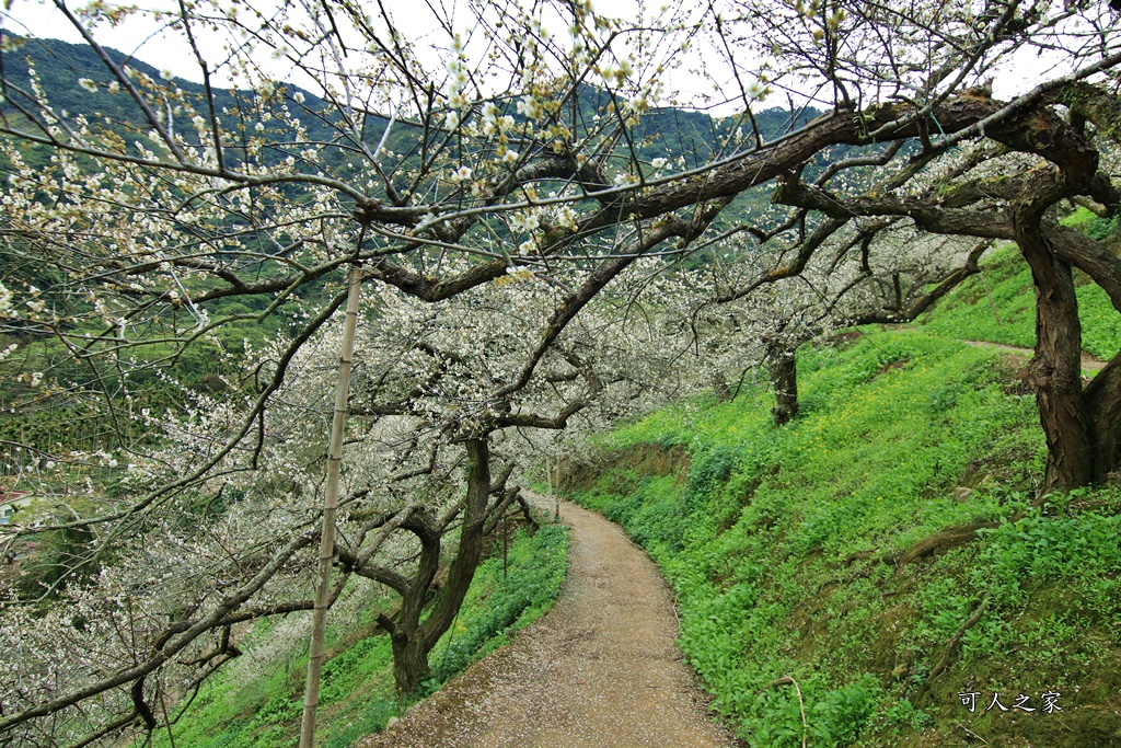 陳董梅園