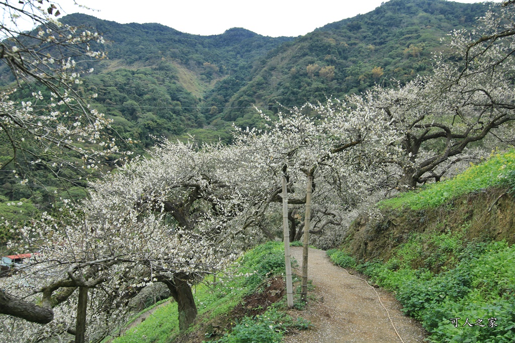 陳董梅園