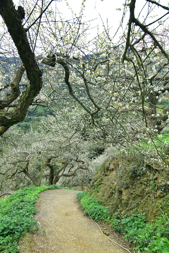 陳董梅園