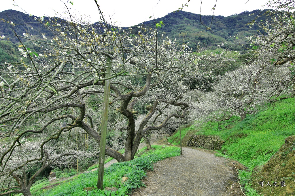 陳董梅園