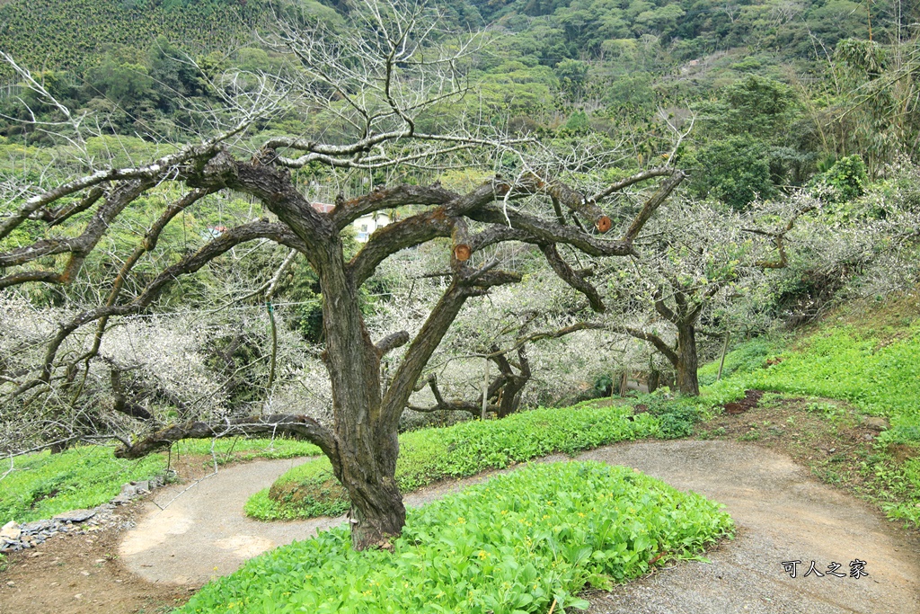 陳董梅園