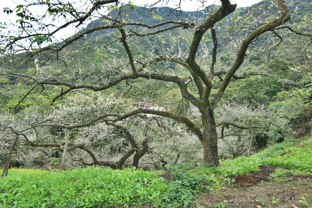 陳董梅園