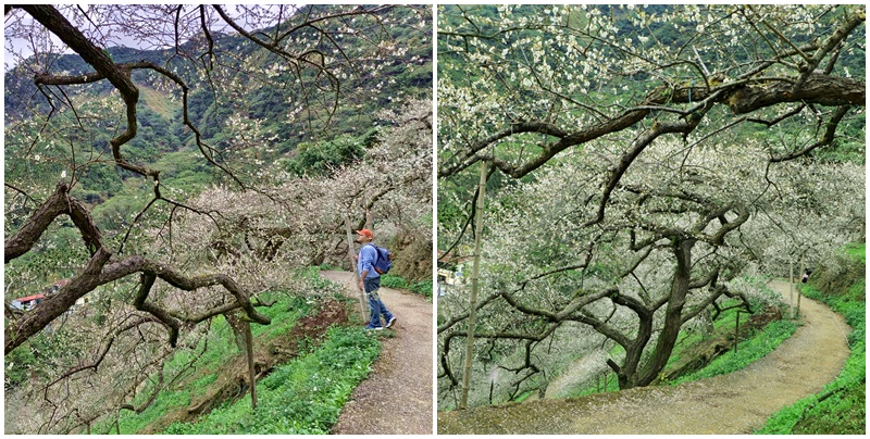 上安梅花,南投水里,張家梅園,梅林居,梅花最新花況,水里梅花,陳董梅園 @可人之家