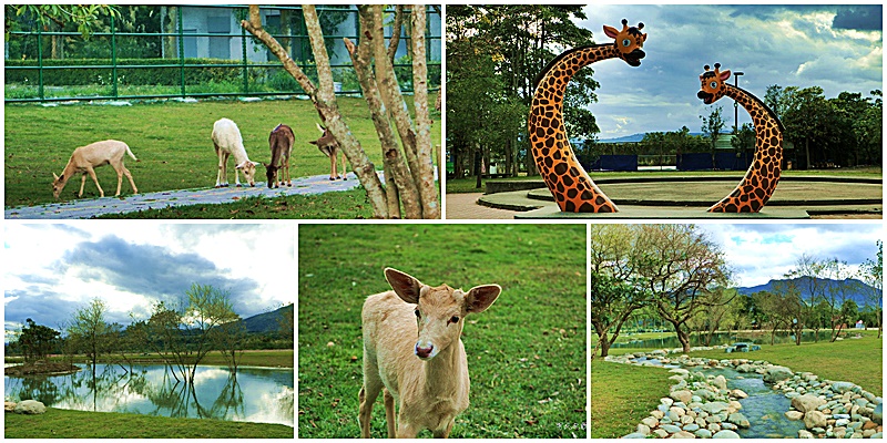 台東梅花鹿,台東鹿野景點,梅花鹿公園