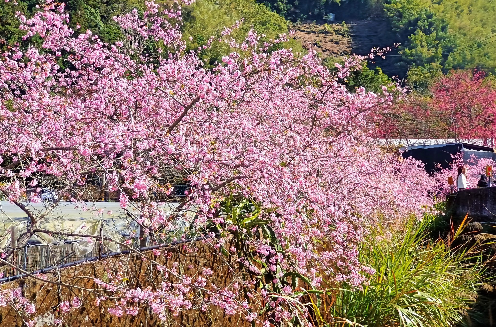 2021草坪頭櫻花季