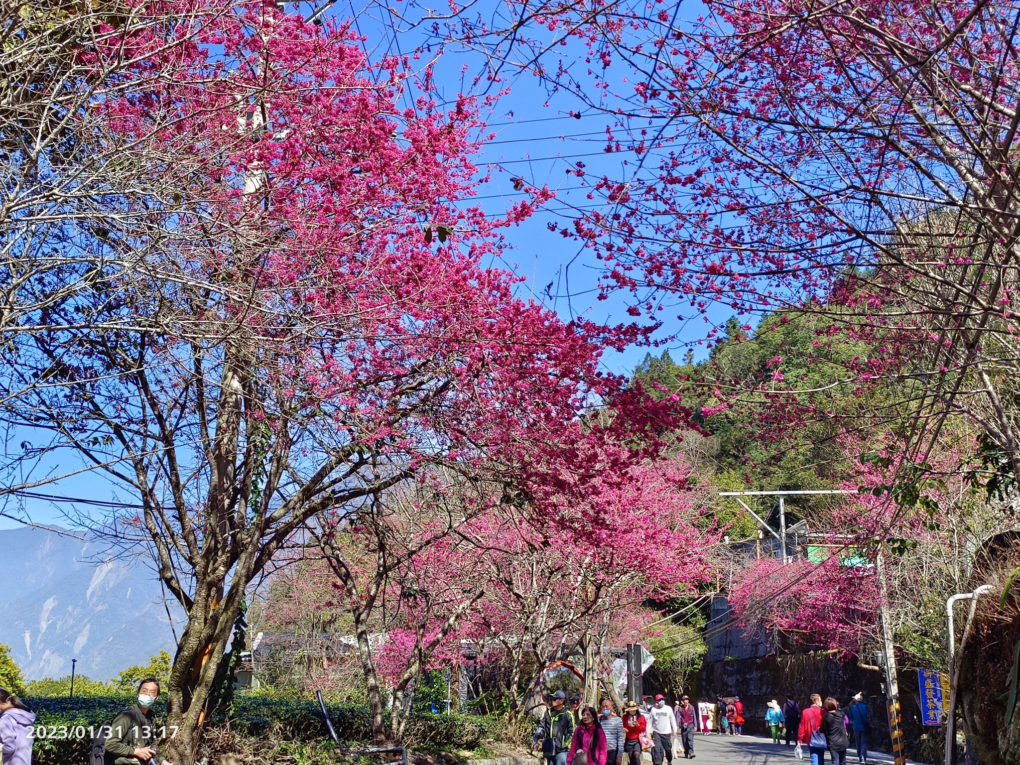 2021草坪頭櫻花季