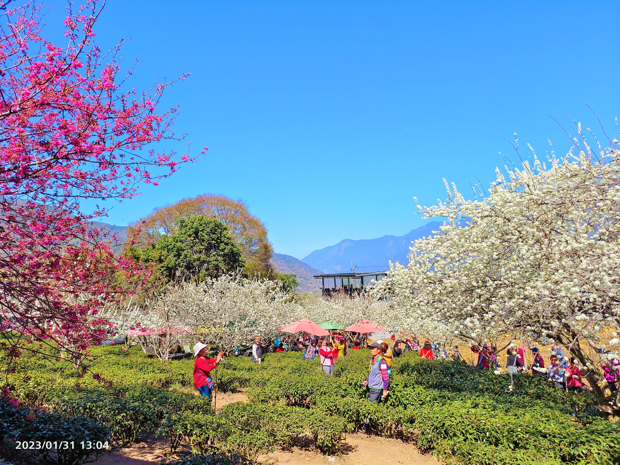 2021草坪頭櫻花季