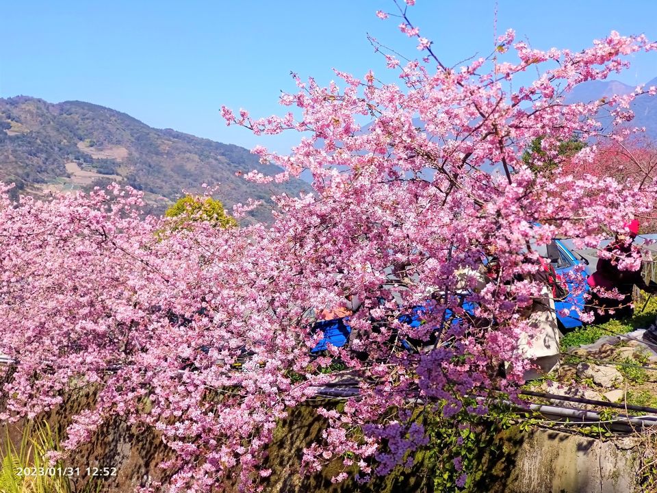 2021草坪頭櫻花季