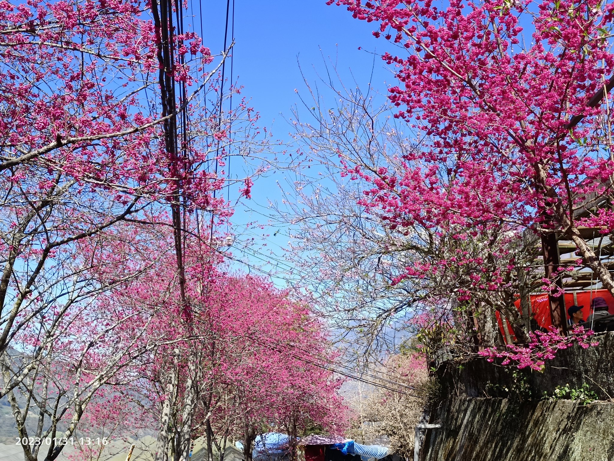 2021草坪頭櫻花季