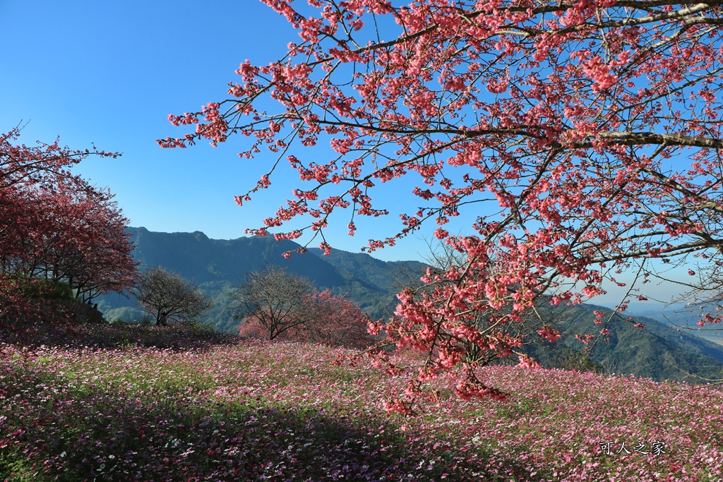 水里阿本農場