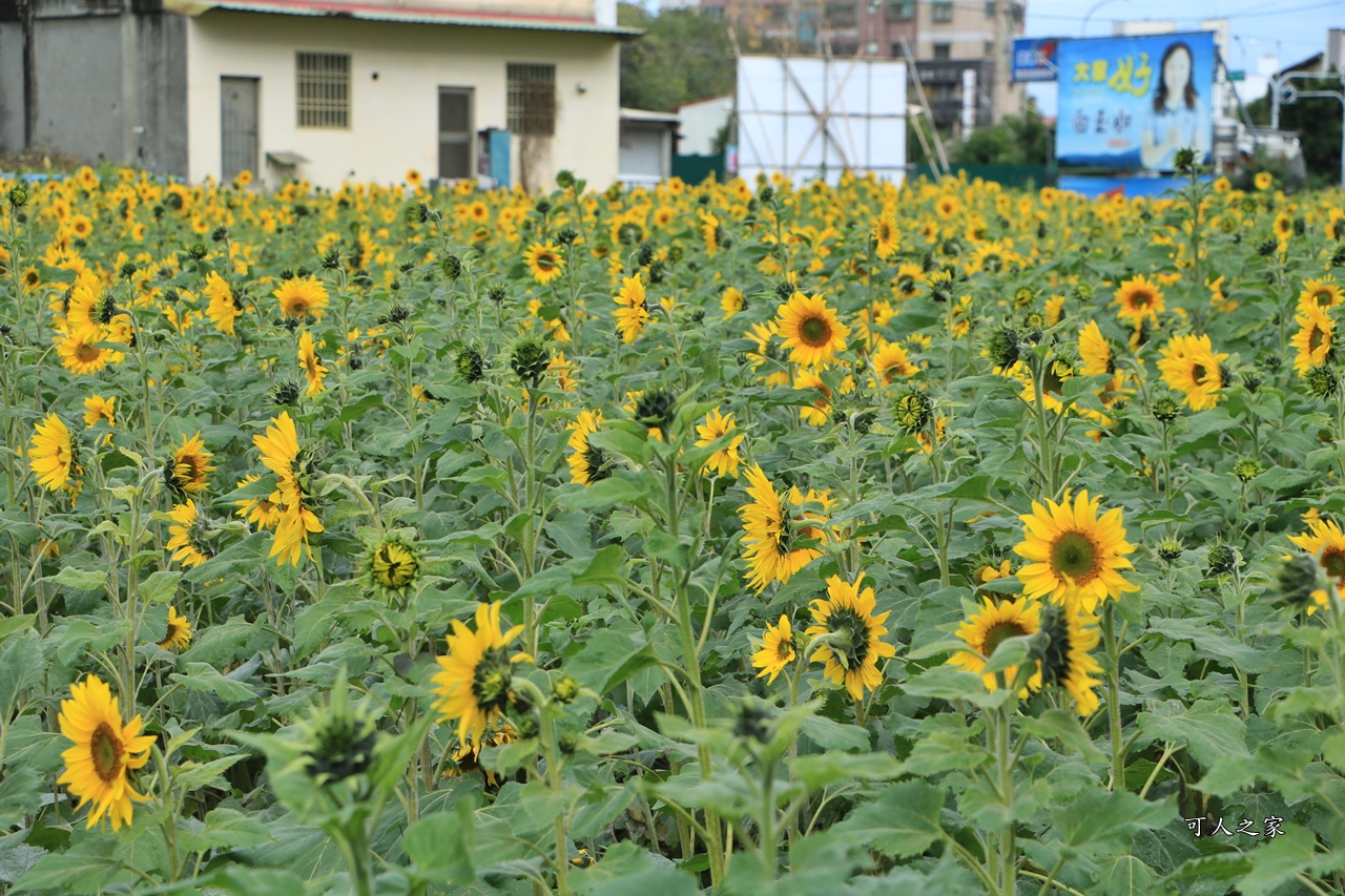 彰化300花樂me