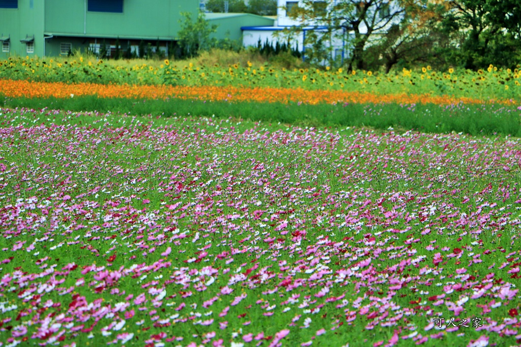 彰化300花樂me