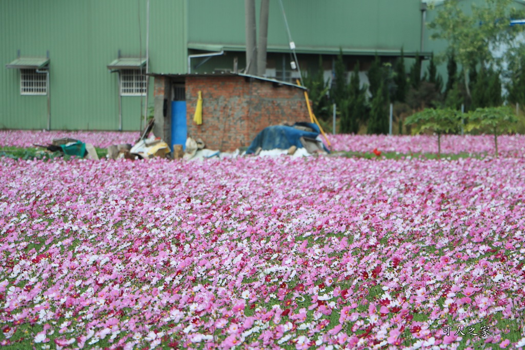 彰化300花樂me