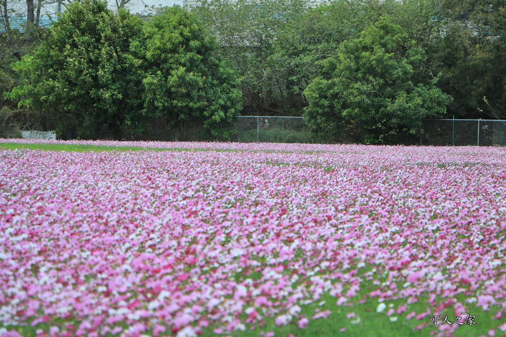 彰化300花樂me