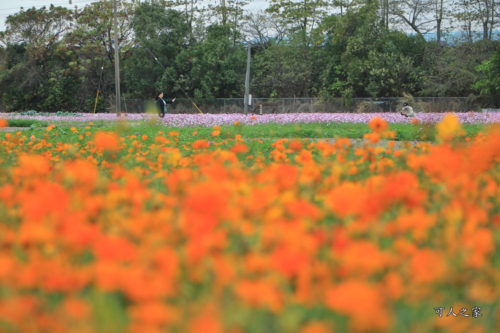 彰化300花樂me