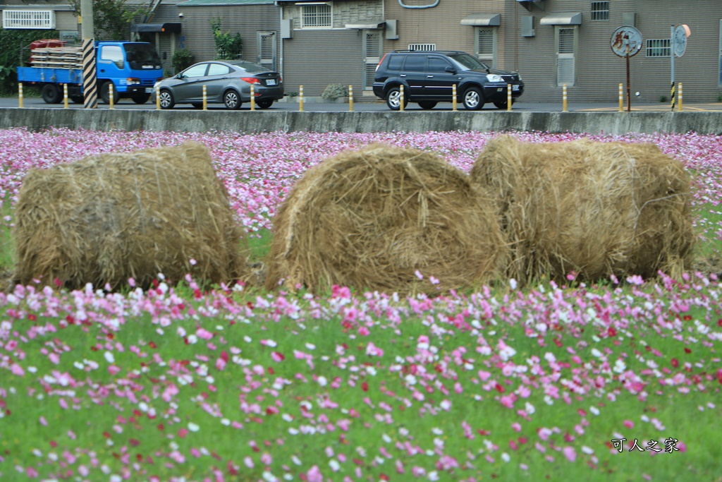 彰化300花樂me