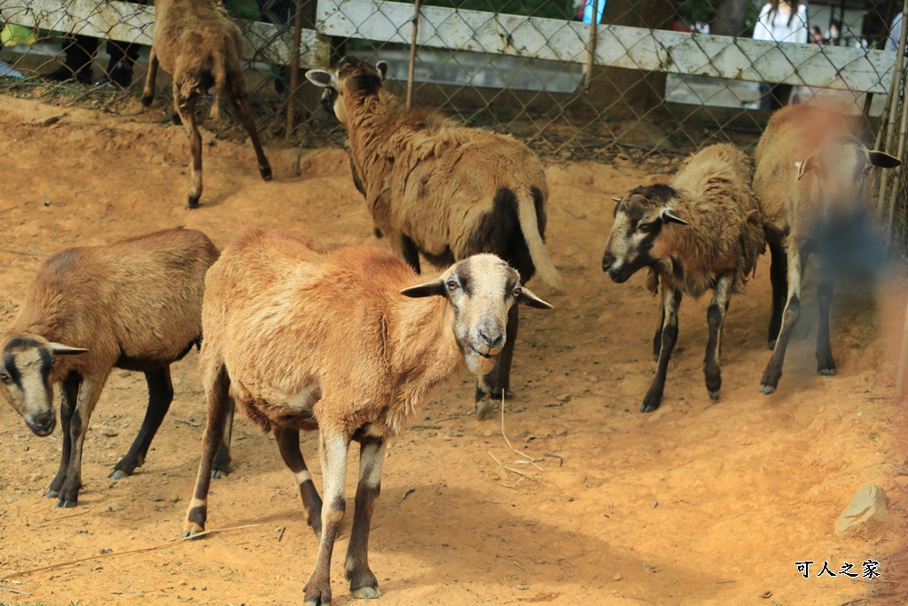 原生應用植物園,台東景點,屏東景點