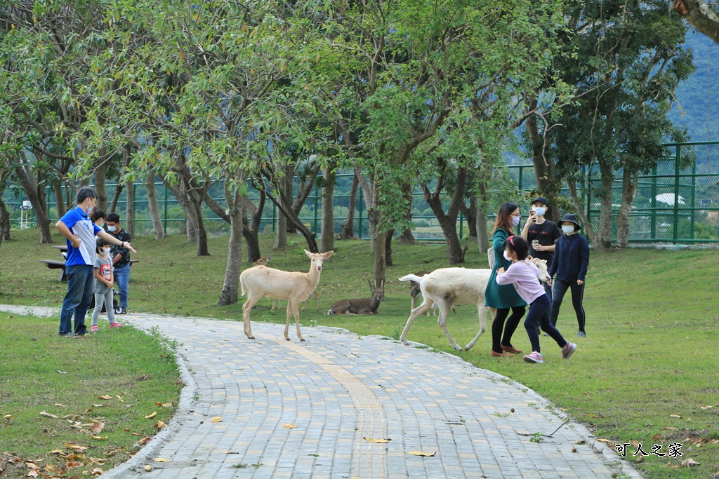 台東梅花鹿,台東鹿野景點,梅花鹿公園