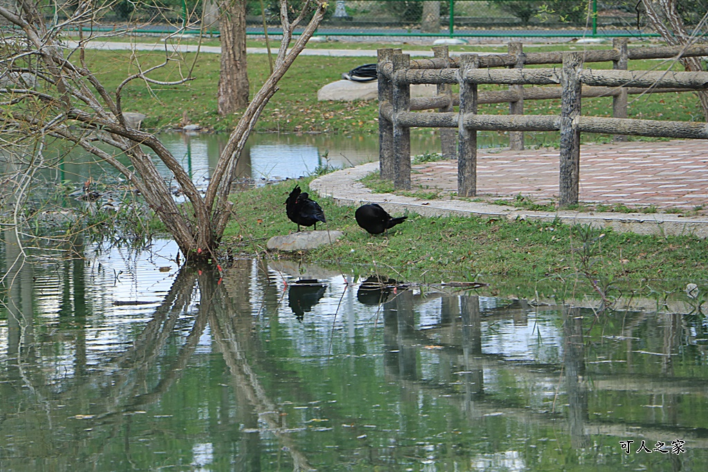 台東梅花鹿,台東鹿野景點,梅花鹿公園