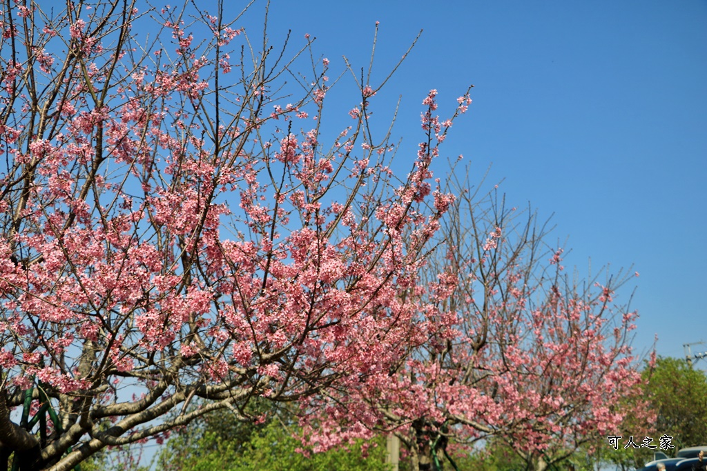 2022彌陀禪寺,嘉義八重櫻,季節性花景