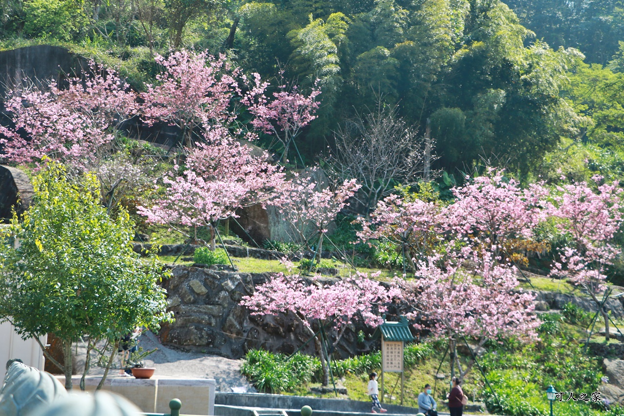 2022彌陀禪寺,嘉義八重櫻,季節性花景