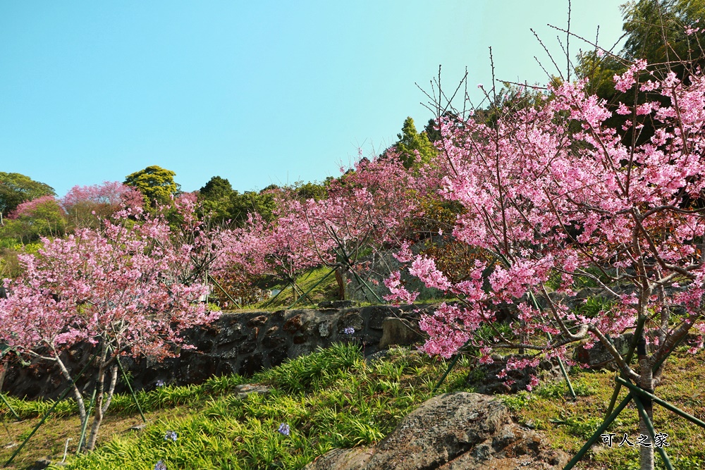 2022彌陀禪寺,嘉義八重櫻,季節性花景