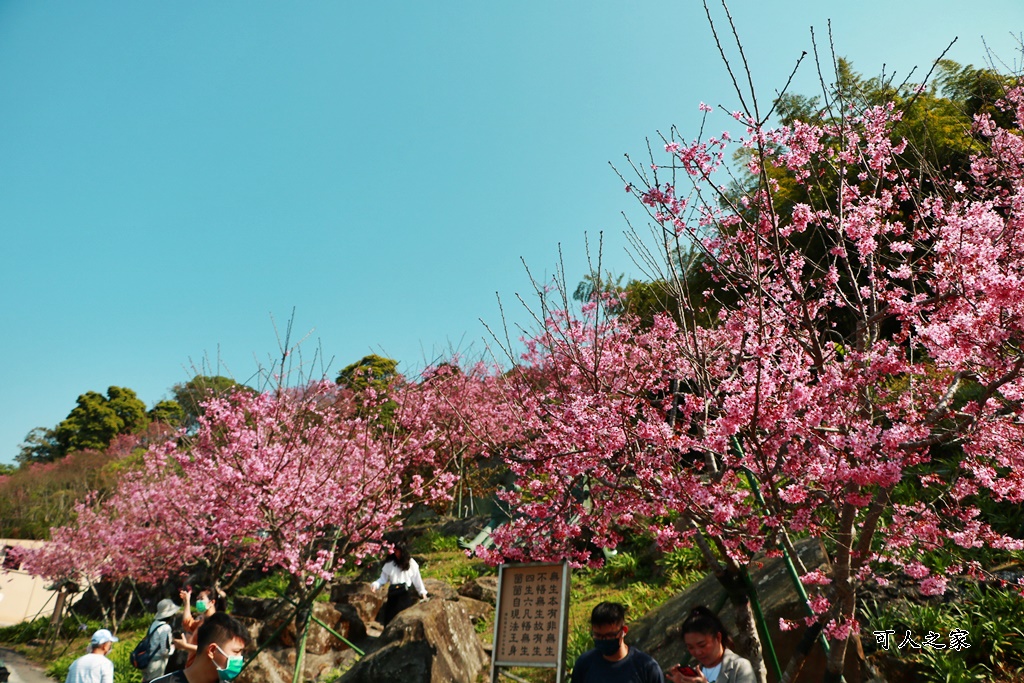 2022彌陀禪寺,嘉義八重櫻,季節性花景