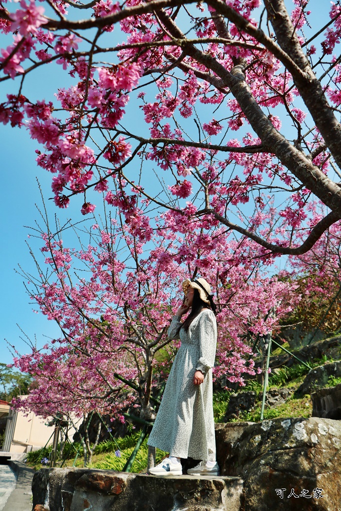 2022彌陀禪寺,嘉義八重櫻,季節性花景