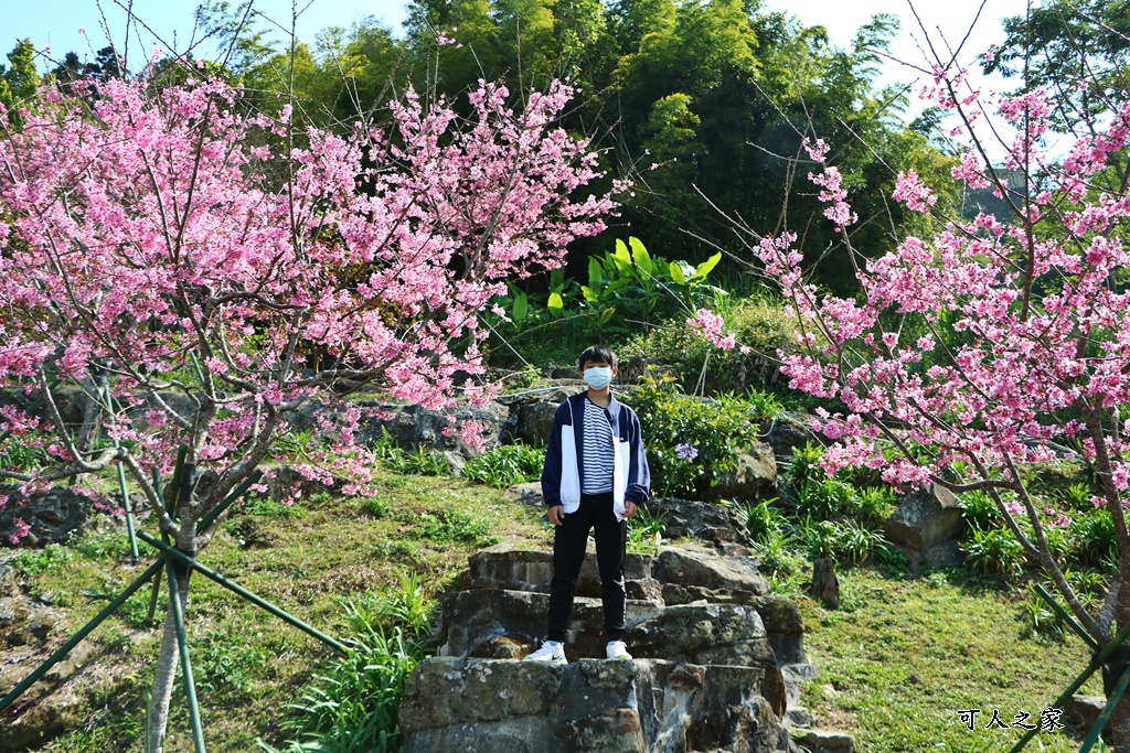 2022彌陀禪寺,嘉義八重櫻,季節性花景