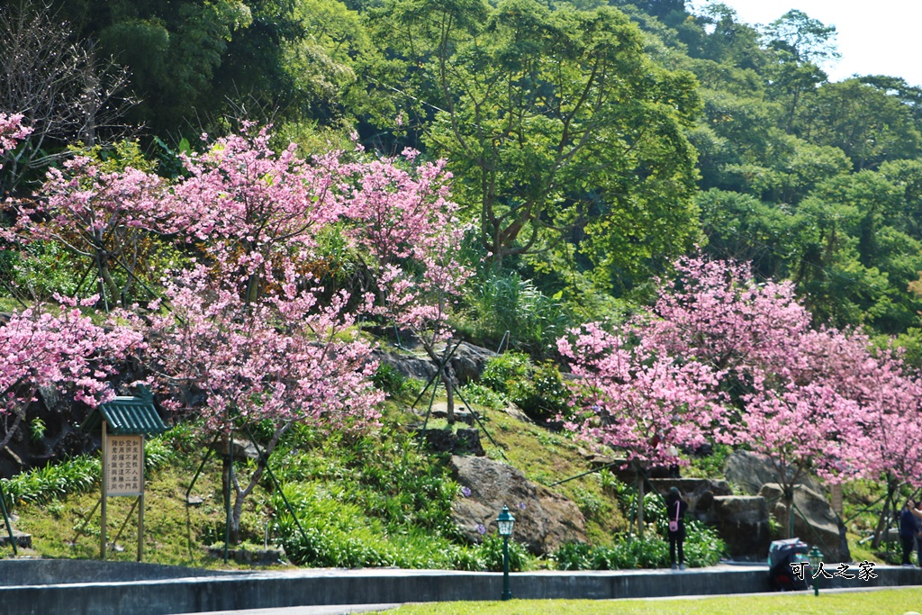 2022彌陀禪寺,嘉義八重櫻,季節性花景