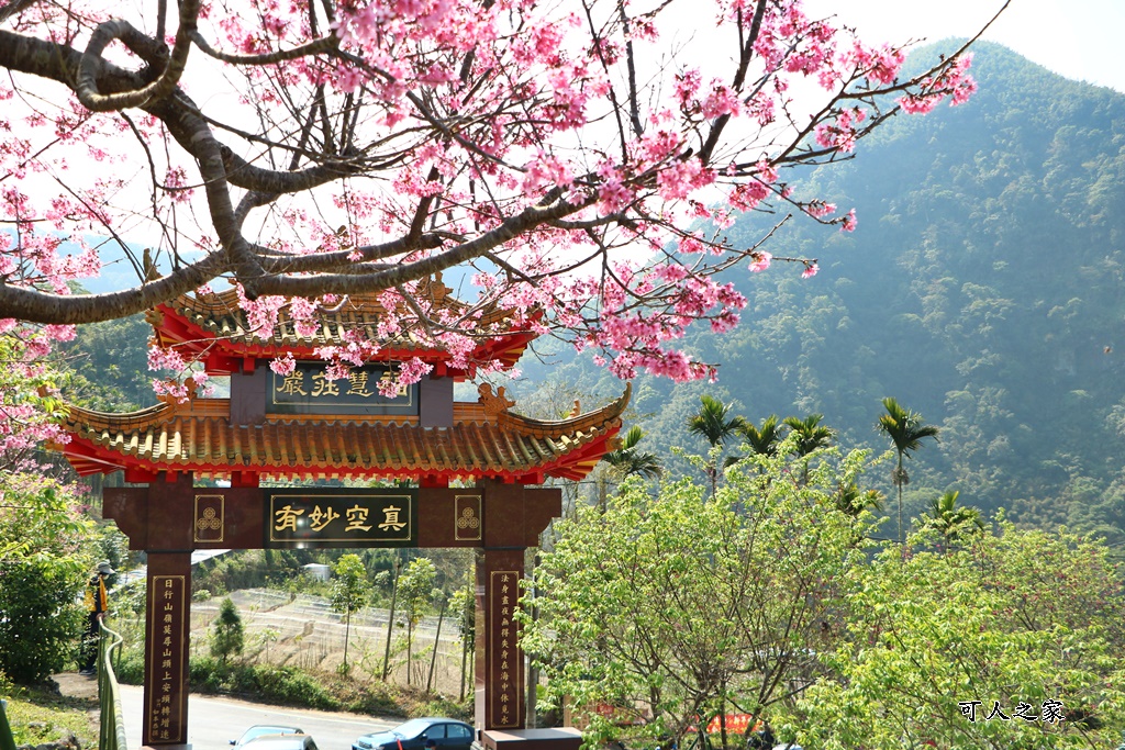 2022彌陀禪寺,嘉義八重櫻,季節性花景