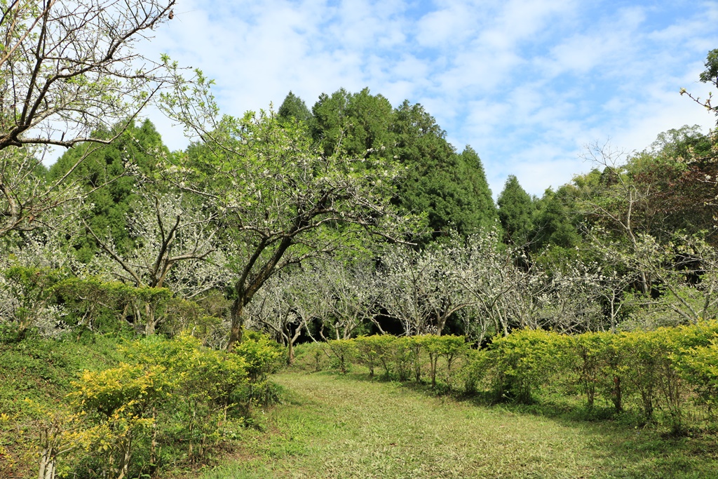 東勢林場