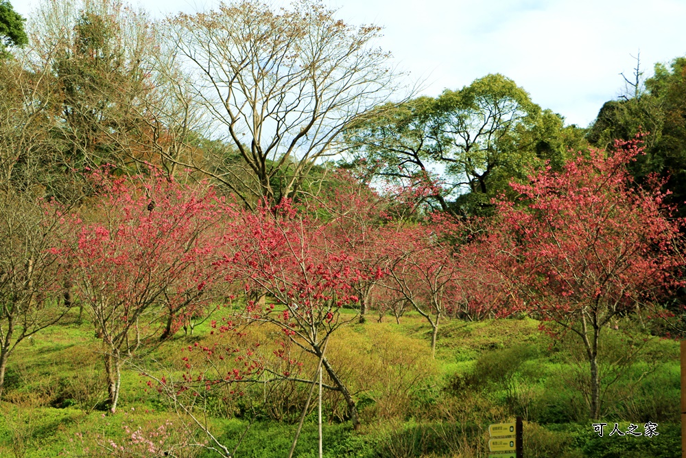 東勢林場