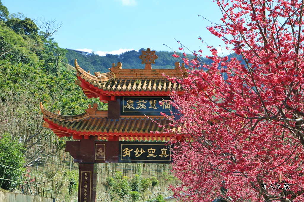 2022彌陀禪寺,嘉義八重櫻,季節性花景