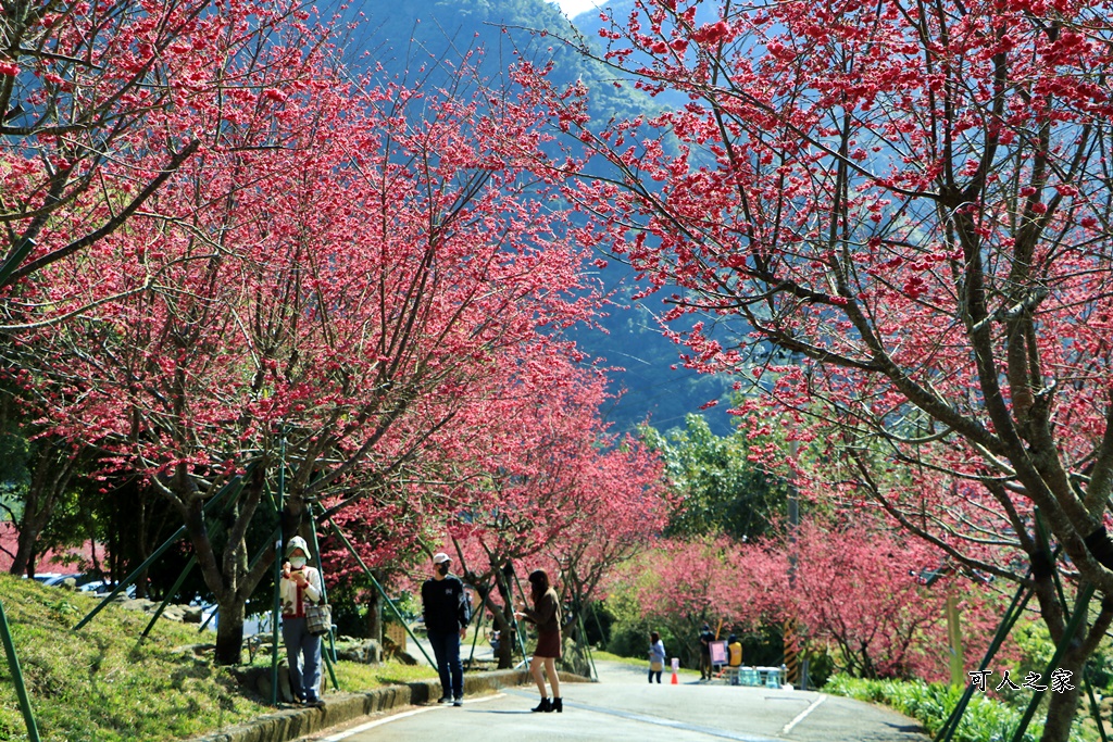 2022彌陀禪寺,嘉義八重櫻,季節性花景