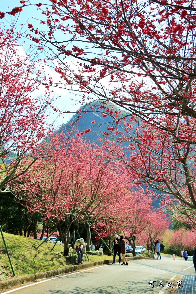 2022彌陀禪寺,嘉義八重櫻,季節性花景