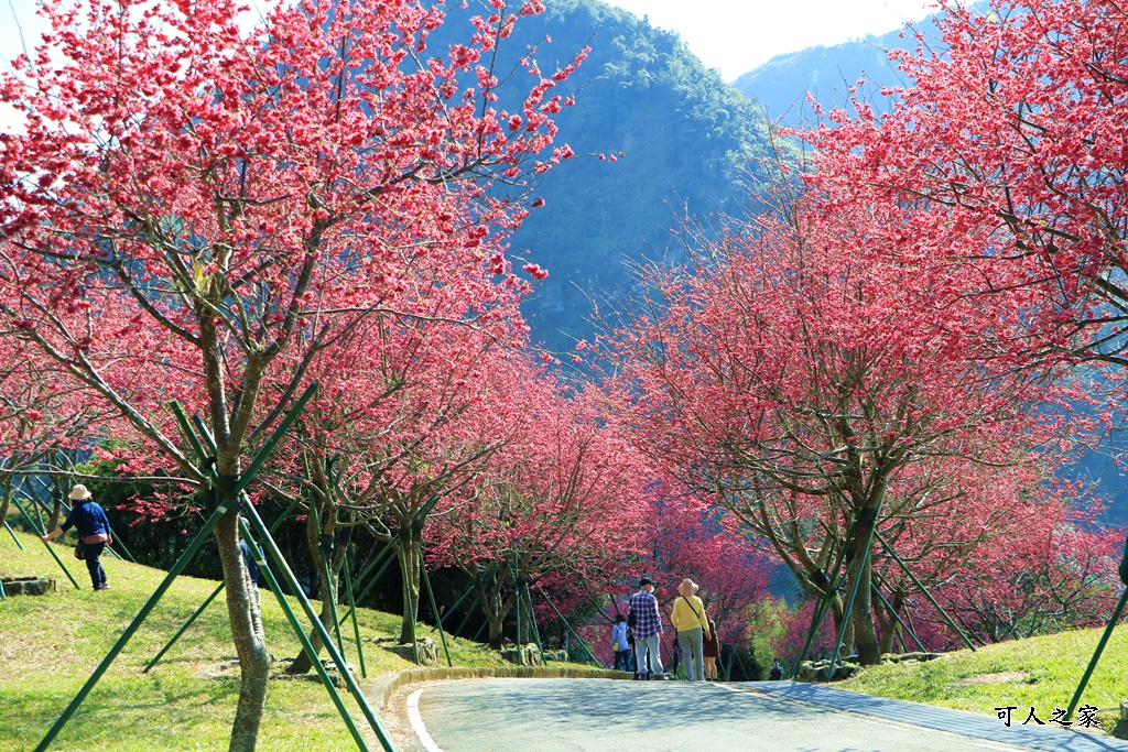 2022彌陀禪寺,嘉義八重櫻,季節性花景 @可人之家