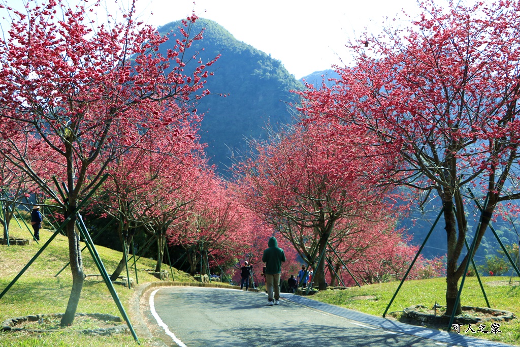 2022彌陀禪寺,嘉義八重櫻,季節性花景