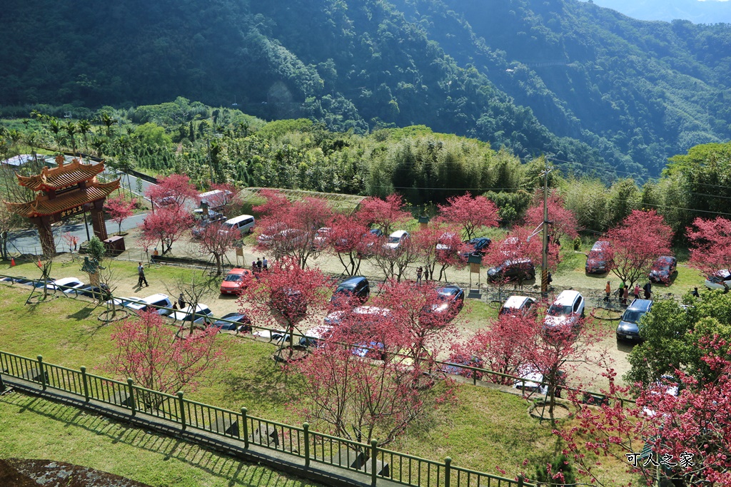 2022彌陀禪寺,嘉義八重櫻,季節性花景